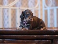 Kaninchen-Dachshund_3767 Kaninchen-Dachshund_3767