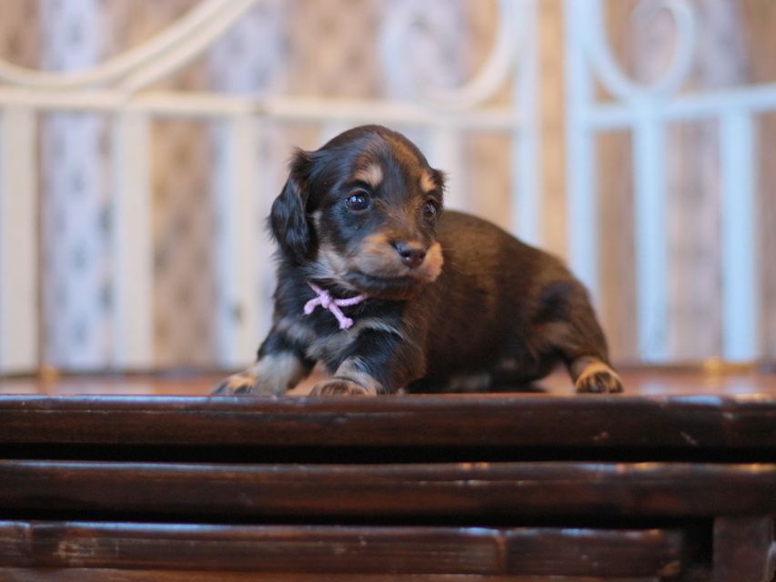 カニンヘン ダックスフンド ジェシー&スルガの子犬 ブライエ 女の子(1)