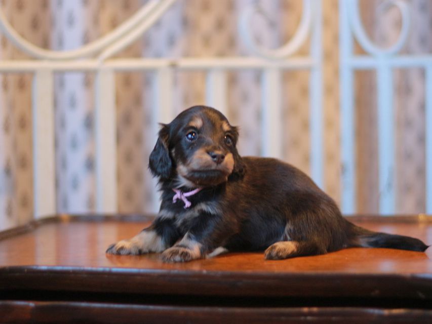 カニンヘン ダックスフンド ジェシー&スルガの子犬 ブライエ 女の子(1)