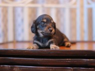 Kaninchen-Dachshund_3801
