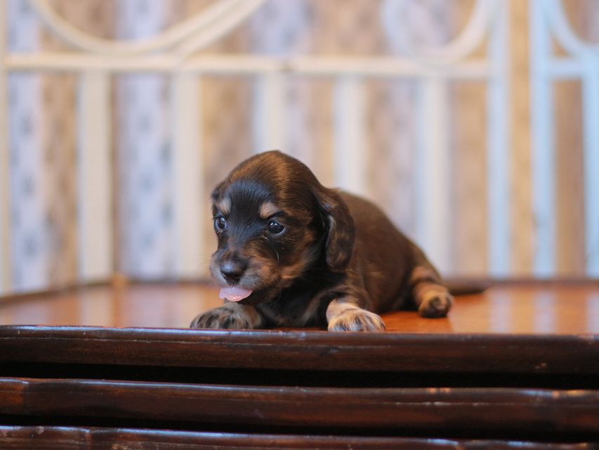 カニンヘン ダックスフンド ジェシー&スルガの子犬 ブライエ 女の子(2)