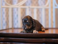Kaninchen-Dachshund_3804