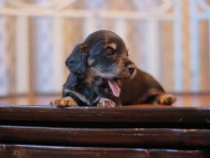 Kaninchen-Dachshund_3818