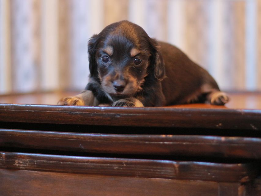 カニンヘン ダックスフンド ジェシー&スルガの子犬 ブライエ 女の子(2)