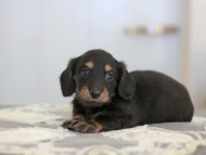 Kaninchen-Dachshund_3862 Kaninchen-Dachshund_3862