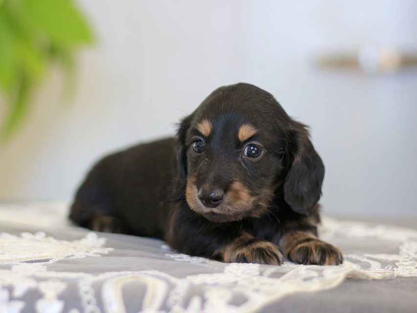 カニンヘン ダックスフンド ジェシー&スルガの子犬 ブライエ 男の子Kaninchen-Dachshund_3870 カニンヘン ダックスフンド ジェシー&スルガの子犬 ブライエ 男の子