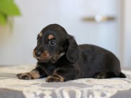 Kaninchen-Dachshund_3885 Kaninchen-Dachshund_3885