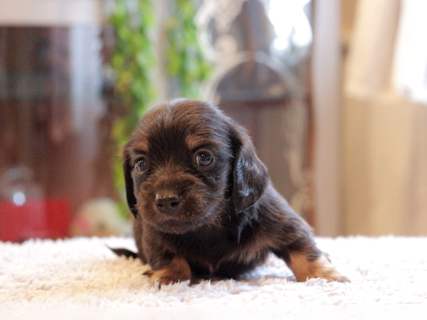 カニンヘン ダックスフンド セーラ & ロックスの子犬 ブラックタン 男の子