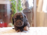 Kaninchen-Dachshund_3902 Kaninchen-Dachshund_3902