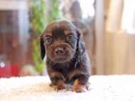 Kaninchen-Dachshund_3903 Kaninchen-Dachshund_3903