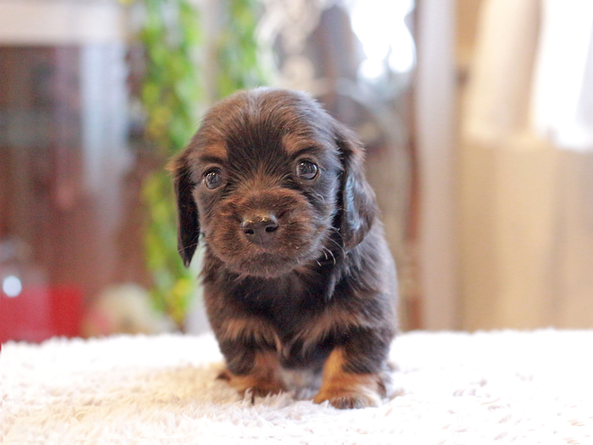 カニンヘン ダックスフンド セーラ & ロックスの子犬 ブラックタン 男の子