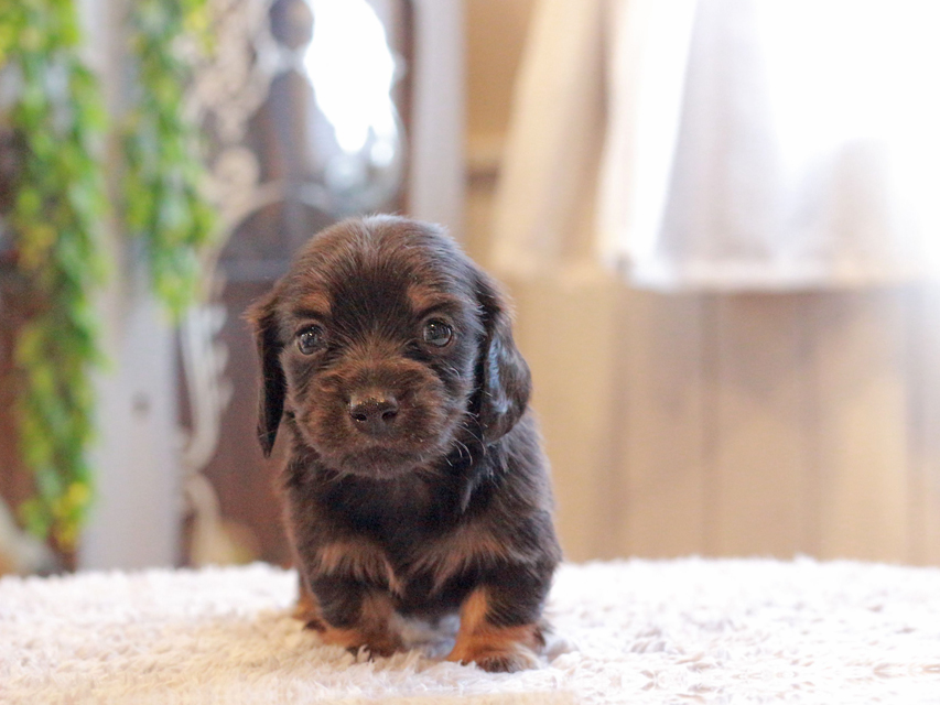 カニンヘン ダックスフンド セーラ & ロックスの子犬 ブラックタン 男の子