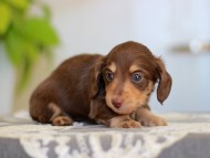 Kaninchen-Dachshund_3909