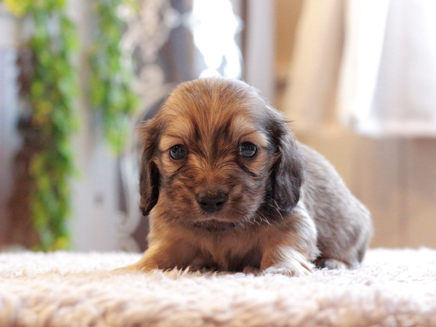 カニンヘン ダックスフンド セーラ & ロックスの子犬 イエロー 男の子（1）