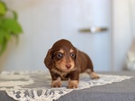 Kaninchen-Dachshund_3923
