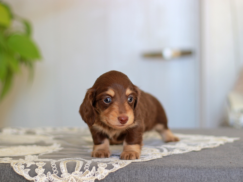 カニンヘン ダックスフンド ジェシー&スルガの子犬 チョコイエ 男の子Kaninchen-Dachshund_3923 カニンヘン ダックスフンド ジェシー&スルガの子犬 チョコイエ 男の子
