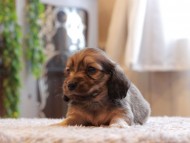 Kaninchen-Dachshund_3927