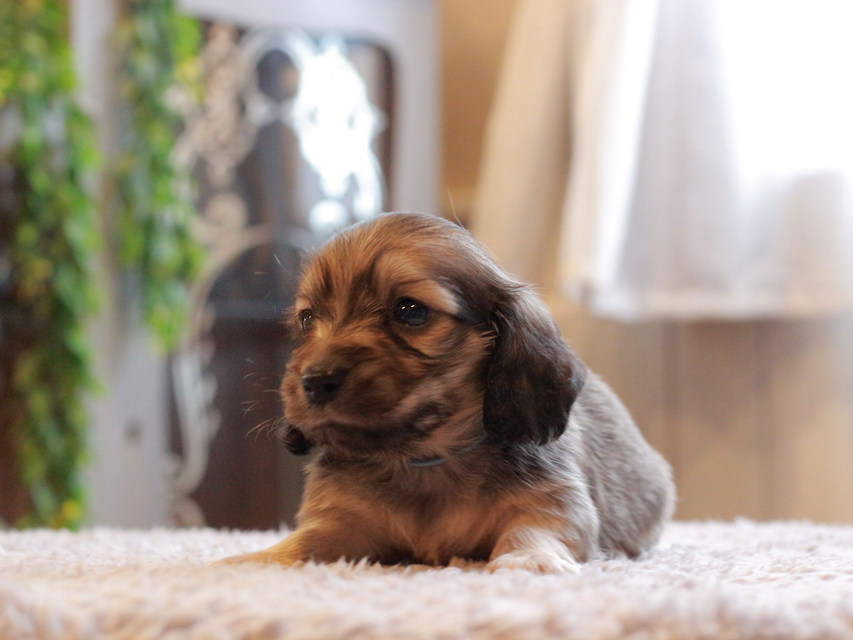 カニンヘン ダックスフンド セーラ & ロックスの子犬 イエロー 男の子（1）