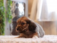 Kaninchen-Dachshund_3928