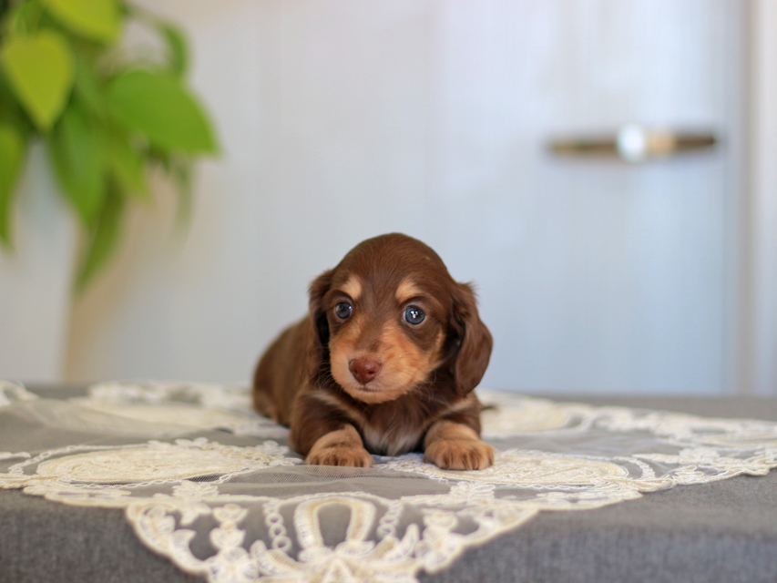 カニンヘン ダックスフンド ジェシー&スルガの子犬 チョコイエ 男の子Kaninchen-Dachshund_3938 カニンヘン ダックスフンド ジェシー&スルガの子犬 チョコイエ 男の子