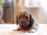 Kaninchen-Dachshund_3939 Kaninchen-Dachshund_3939