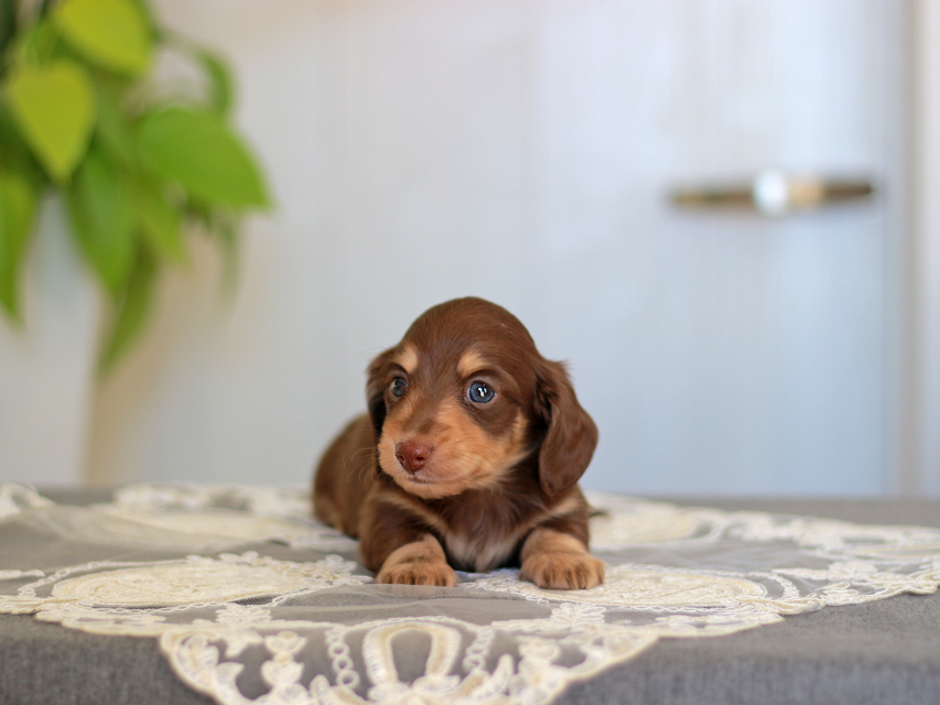 カニンヘン ダックスフンド ジェシー&スルガの子犬 チョコイエ 男の子Kaninchen-Dachshund_3940 カニンヘン ダックスフンド ジェシー&スルガの子犬 チョコイエ 男の子