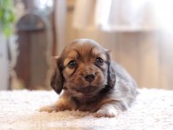 Kaninchen-Dachshund_3943