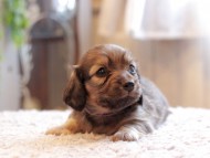 Kaninchen-Dachshund_3945 Kaninchen-Dachshund_3945