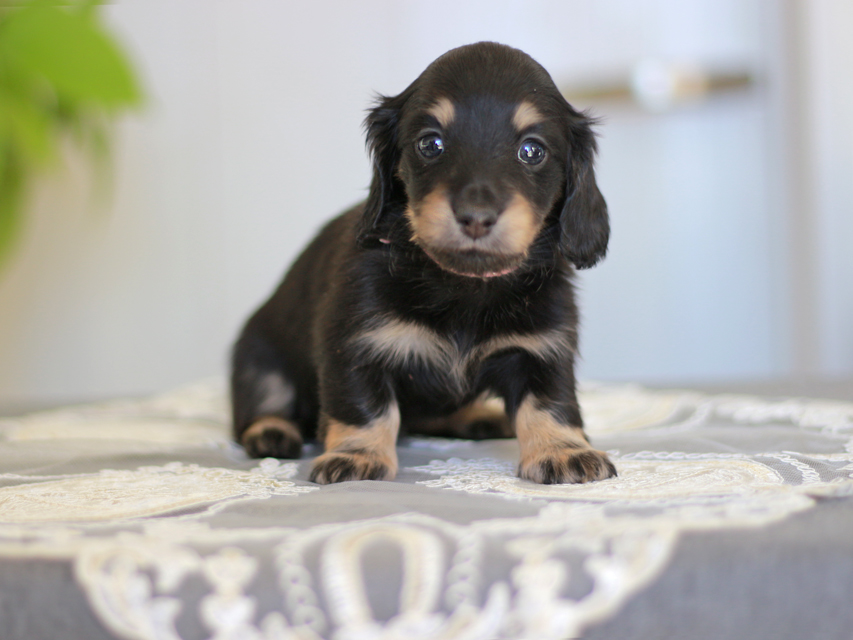 カニンヘン ダックスフンド ジェシー&スルガの子犬 ブライエ 女の子(1)