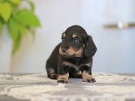 Kaninchen-Dachshund_3950