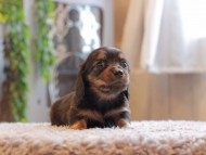 Kaninchen-Dachshund_3958
