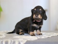Kaninchen-Dachshund_3958