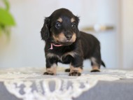 Kaninchen-Dachshund_3959