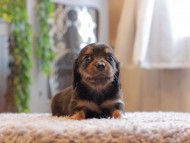 Kaninchen-Dachshund_3962