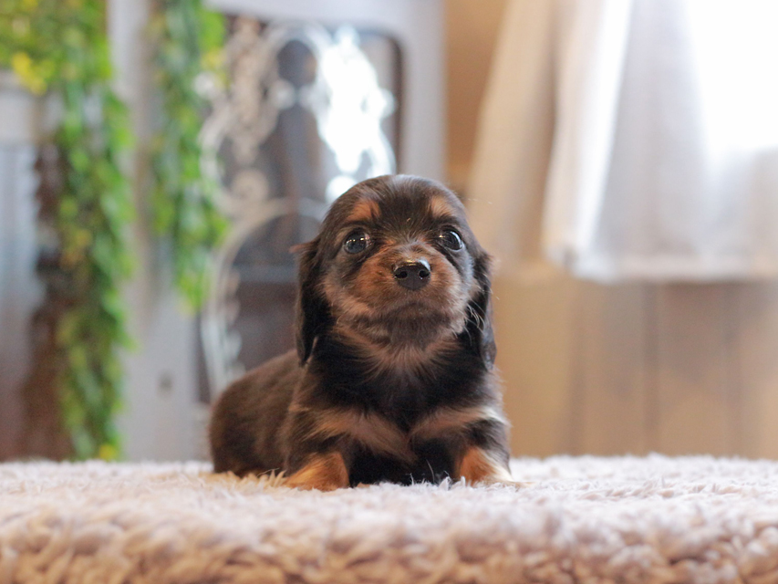 カニンヘン ダックスフンド セーラ & ロックスの子犬 ブラックタン 女の子Kaninchen-Dachshund_3962 カニンヘン ダックスフンド セーラ & ロックスの子犬 ブラックタン 女の子