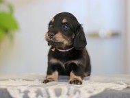 Kaninchen-Dachshund_3965