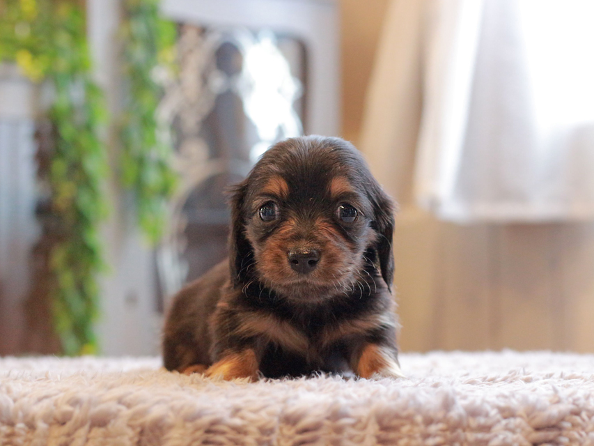 カニンヘン ダックスフンド セーラ & ロックスの子犬 ブラックタン 女の子Kaninchen-Dachshund_3968 カニンヘン ダックスフンド セーラ & ロックスの子犬 ブラックタン 女の子