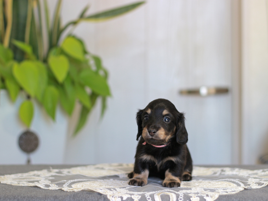 カニンヘン ダックスフンド ジェシー&スルガの子犬 ブライエ 女の子(1)