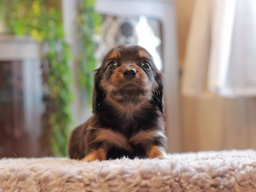 カニンヘン ダックスフンド セーラ & ロックスの子犬 ブラックタン 女の子Kaninchen-Dachshund_3975 カニンヘン ダックスフンド セーラ & ロックスの子犬 ブラックタン 女の子