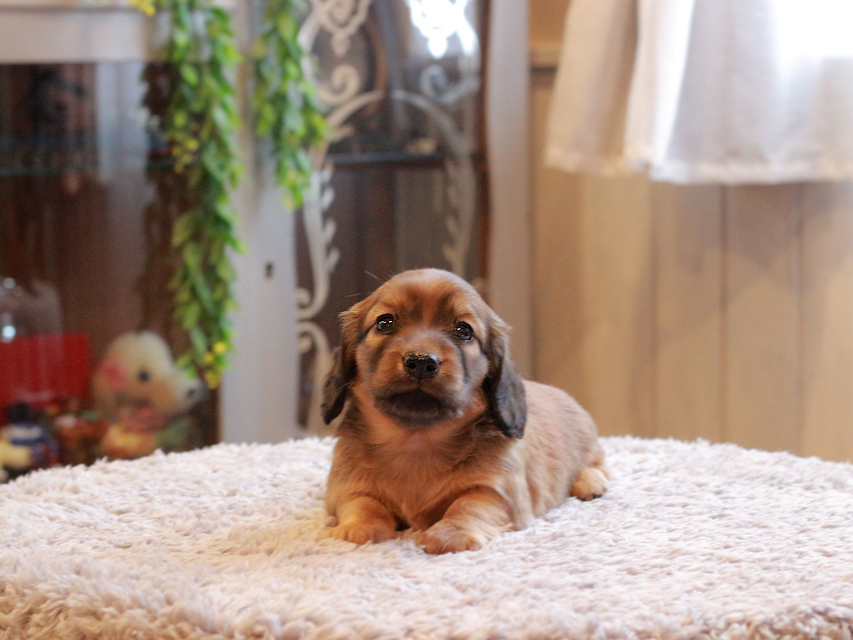 カニンヘン ダックスフンド シオン & ロックスの子犬 シェーデットレッド 女の子