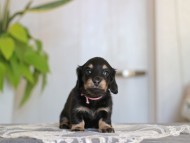 Kaninchen-Dachshund_3992