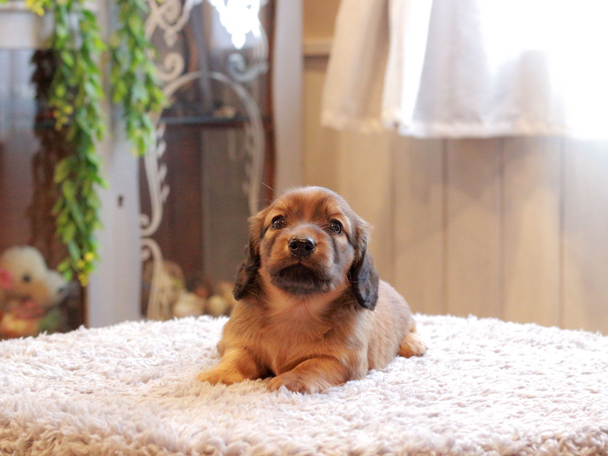 カニンヘン ダックスフンド シオン & ロックスの子犬 シェーデットレッド 女の子