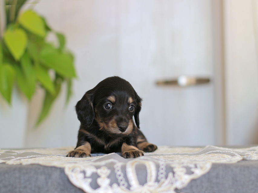 カニンヘン ダックスフンド ジェシー&スルガの子犬 ブライエ 女の子(2)