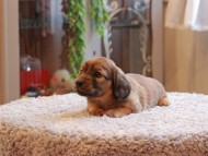 Kaninchen-Dachshund_3999 Kaninchen-Dachshund_3999