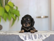 Kaninchen-Dachshund_4001