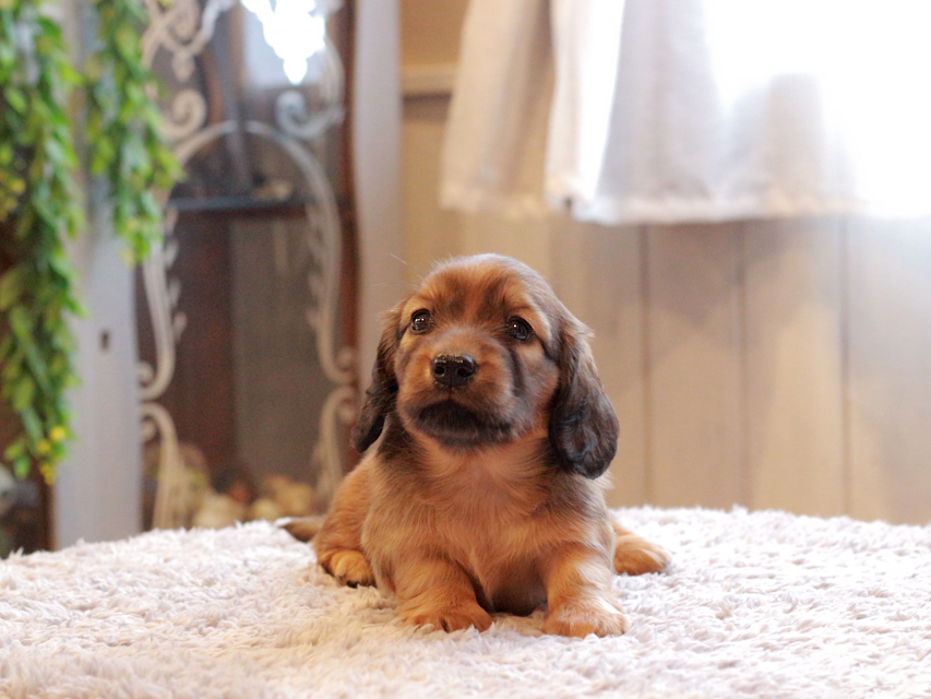 カニンヘン ダックスフンド シオン & ロックスの子犬 シェーデットレッド 女の子