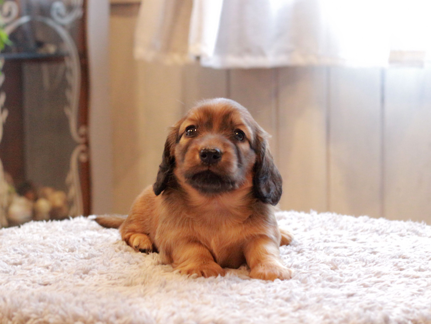 カニンヘン ダックスフンド シオン & ロックスの子犬 シェーデットレッド 女の子