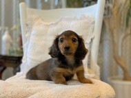 Kaninchen-Dachshund_4015 Kaninchen-Dachshund_4015