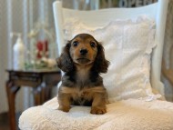 Kaninchen-Dachshund_4018 Kaninchen-Dachshund_4018