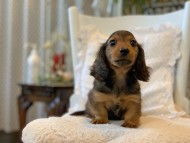 Kaninchen-Dachshund_4019